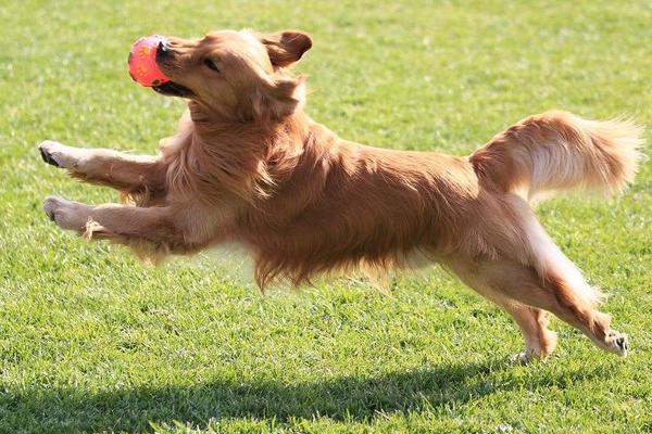 夢見大黃狗是什么意思 孕婦夢見一只特別大的狗有什么預兆