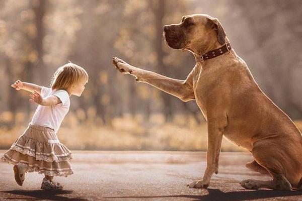 夢見大黃狗是什么意思 孕婦夢見一只特別大的狗有什么預兆