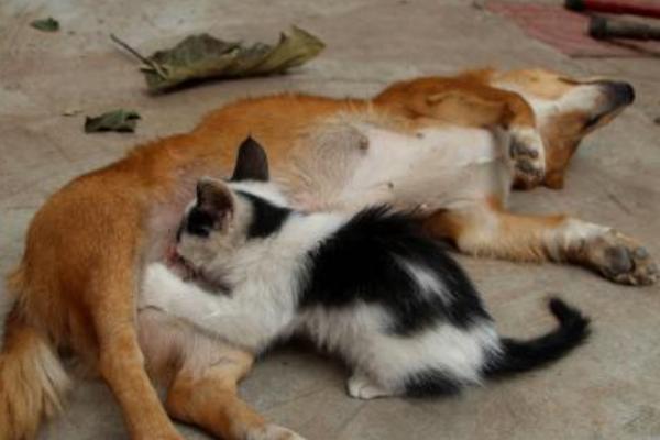 夢見大黃狗是什么意思 孕婦夢見一只特別大的狗有什么預兆