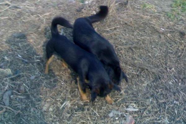 夢見大黃狗是什么意思 孕婦夢見一只特別大的狗有什么預兆