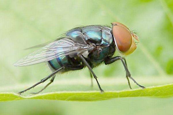 夢見很多蒼蠅是什么意思 女人夢到很多蒼蠅被打死有什么預兆