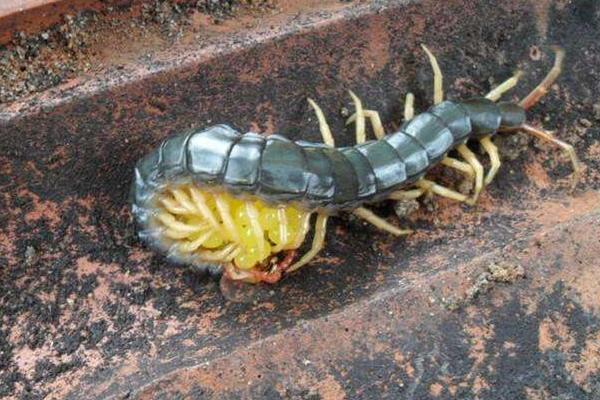 夢(mèng)見(jiàn)毒蟲(chóng)是什么意思 夢(mèng)到被毒蟲(chóng)咬有什么預(yù)兆