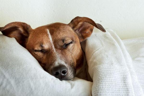 夢見狗死了是什么意思 夢到自己養(yǎng)的狗死了有什么預(yù)兆