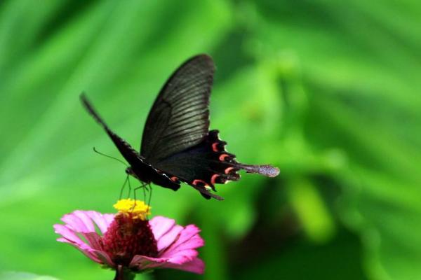 夢見黑蝴蝶是什么意思 女人夢到黑蝴蝶落到自己身上有什么預兆