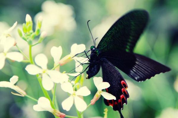 夢(mèng)見黑蝴蝶是什么意思 女人夢(mèng)到黑蝴蝶落到自己身上有什么預(yù)兆