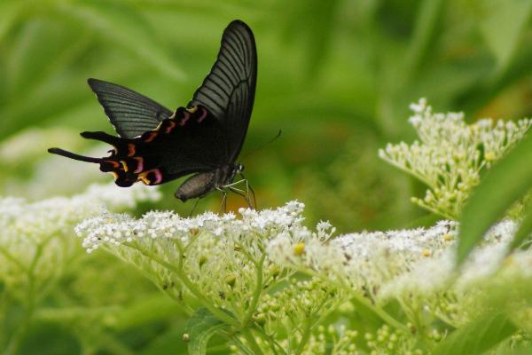 夢(mèng)見黑蝴蝶是什么意思 女人夢(mèng)到黑蝴蝶落到自己身上有什么預(yù)兆