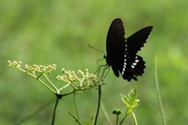 夢(mèng)見黑蝴蝶是什么意思 女人夢(mèng)到黑蝴蝶落到自己身上有什么預(yù)兆