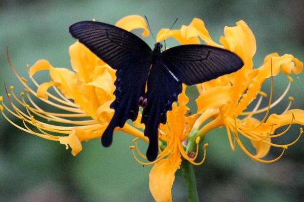 夢(mèng)見黑蝴蝶是什么意思 女人夢(mèng)到黑蝴蝶落到自己身上有什么預(yù)兆