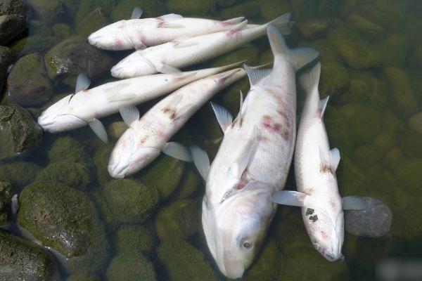夢見死魚是什么意思 女人夢到河里很多死魚有什么預兆