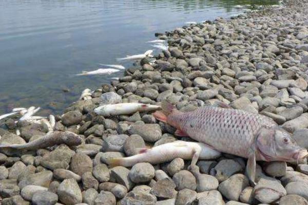 夢見死魚是什么意思 女人夢到河里很多死魚有什么預兆