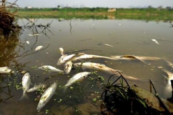 夢見死魚是什么意思 女人夢到河里很多死魚有什么預兆