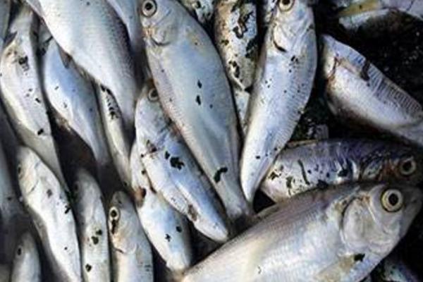 夢見死魚是什么意思 女人夢到河里很多死魚有什么預兆