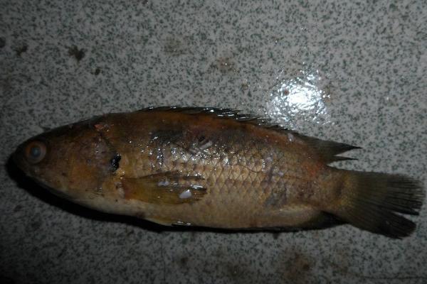 夢見死魚是什么意思 女人夢到河里很多死魚有什么預兆