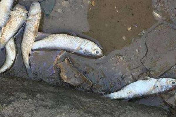 夢見死魚是什么意思 女人夢到河里很多死魚有什么預兆