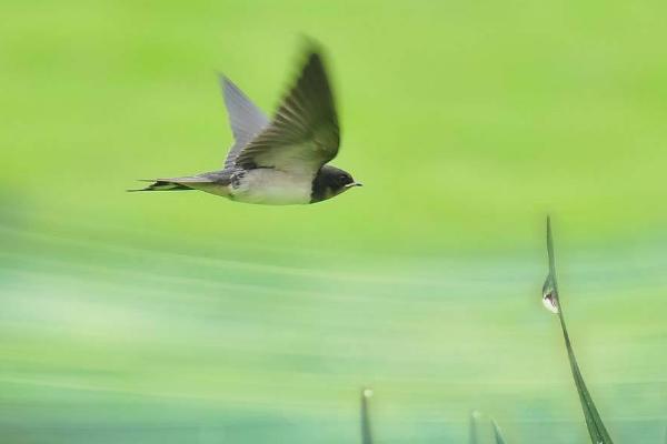  夢見小燕子是什么意思 夢到燕子窩里有很多小燕子有什么預兆