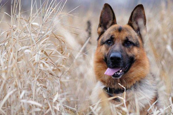 夢見被狼狗咬是什么意思 女人夢到被狼狗咬到大腿有什么預兆