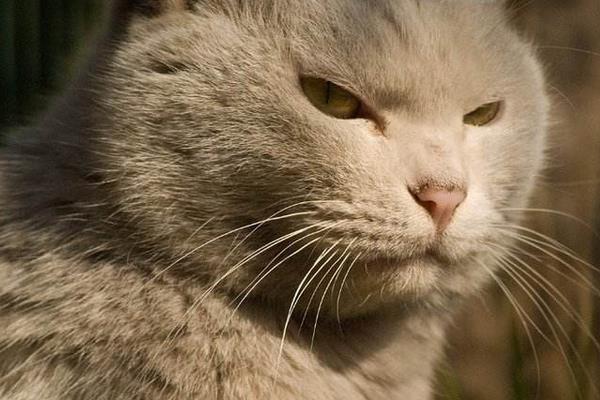 夢見被貓撓是什么意思 女人夢到白貓撓自己有什么預兆