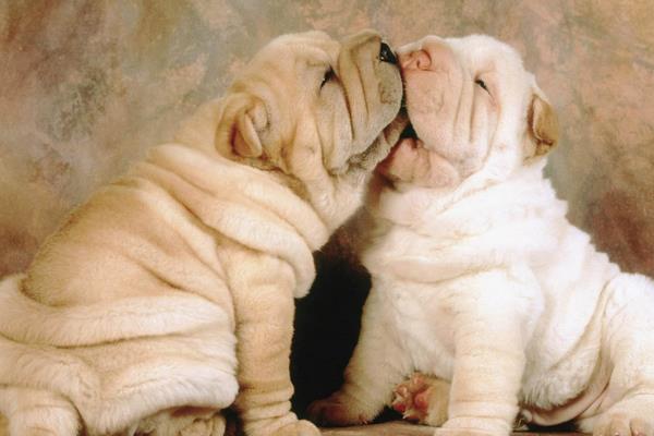 夢見狗咬狗是什么意思 夢到狗和狗打架出血了有什么預兆