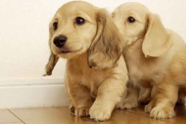 夢見喂狗是什么意思 女人夢到自己給小狗喂食有什么預(yù)兆