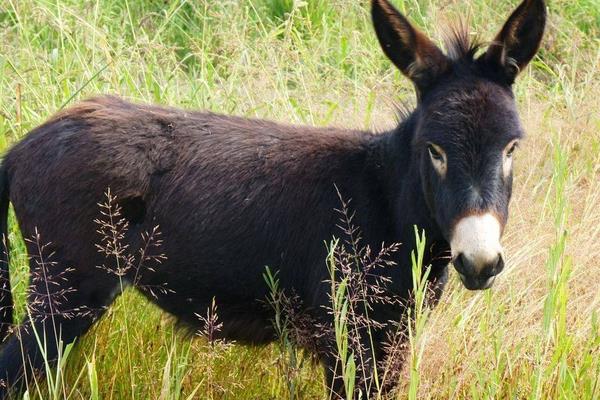 夢見驢拉車是什么意思 女人夢到驢拉車拖貨有什么預兆