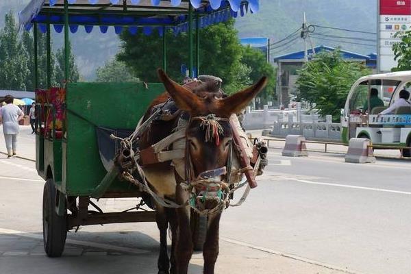 夢見驢拉車是什么意思 女人夢到驢拉車拖貨有什么預兆