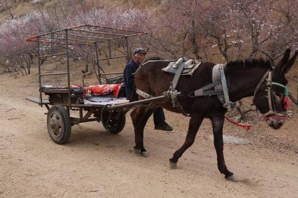 夢見驢拉車是什么意思 女人夢到驢拉車拖貨有什么預兆