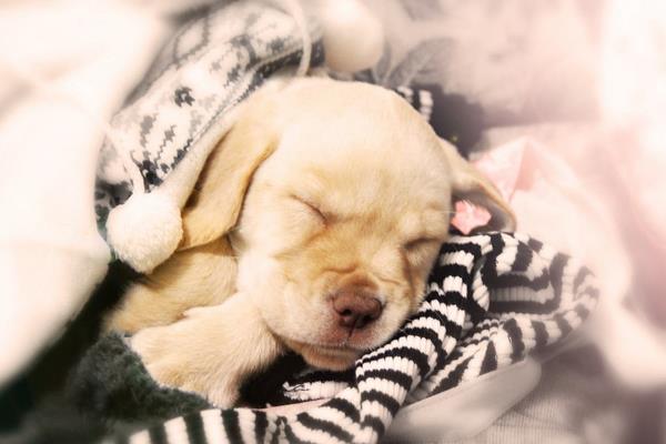 夢見一群小狗是什么意思 女人夢到一群很可愛的小狗有什么預兆