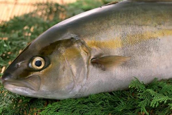 夢(mèng)見(jiàn)魚(yú)咬手是什么意思 夢(mèng)到被魚(yú)咬到手甩不掉有什么預(yù)兆