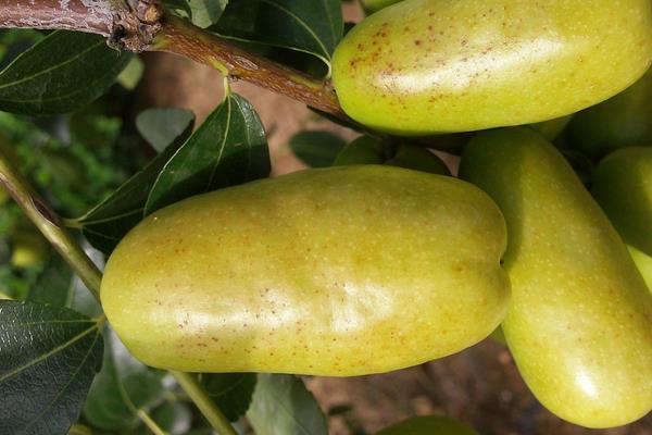 夢見棗子是什么意思 女人夢到棗子樹上長滿棗子有什么預兆