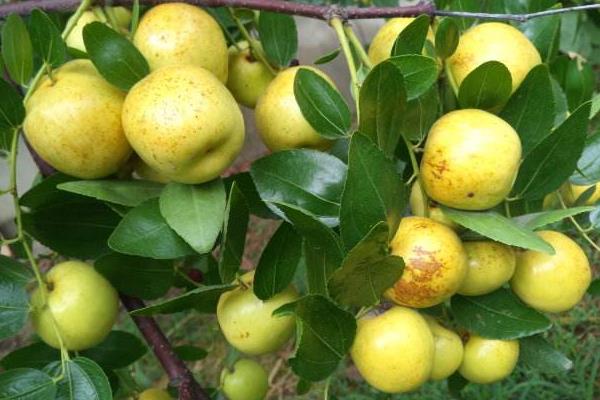 夢見棗子是什么意思 女人夢到棗子樹上長滿棗子有什么預兆