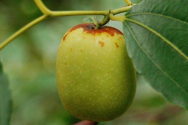 夢見棗子是什么意思 女人夢到棗子樹上長滿棗子有什么預兆