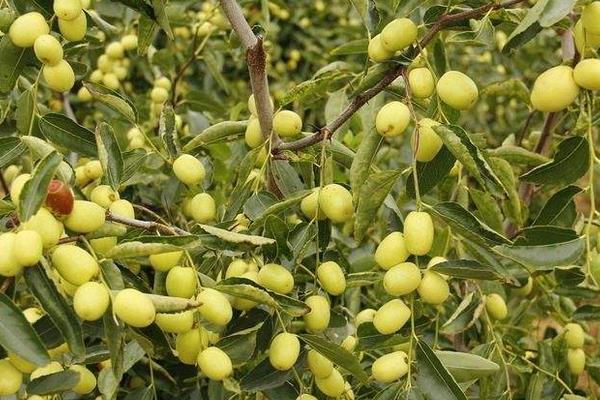 夢見棗子是什么意思 女人夢到棗子樹上長滿棗子有什么預兆