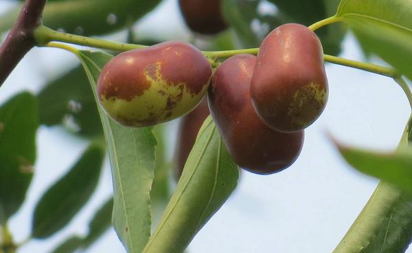 夢見棗子是什么意思 女人夢到棗子樹上長滿棗子有什么預兆