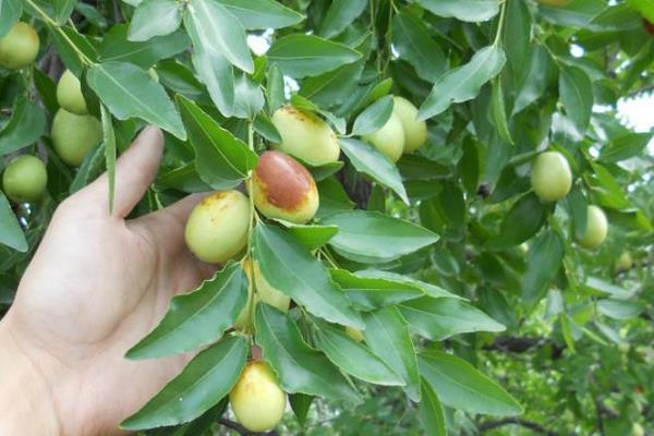 夢見棗子是什么意思 女人夢到棗子樹上長滿棗子有什么預兆