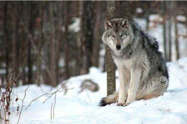 夢見打狼是什么意思 女人夢到打死了一條狼有什么預兆