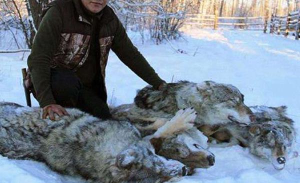 夢見打狼是什么意思 女人夢到打死了一條狼有什么預兆