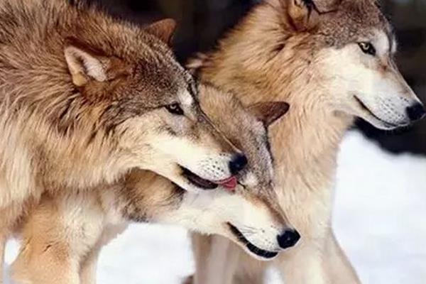 夢見打狼是什么意思 女人夢到打死了一條狼有什么預兆