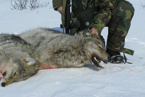 夢見打狼是什么意思 女人夢到打死了一條狼有什么預兆