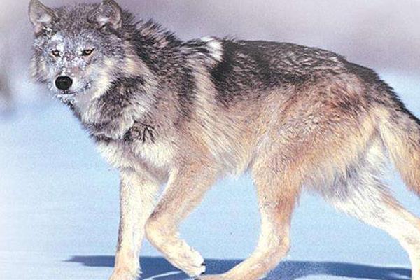 夢見打狼是什么意思 女人夢到打死了一條狼有什么預兆