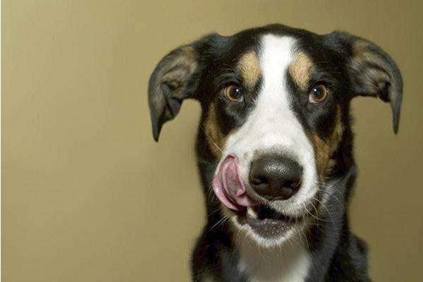 夢(mèng)見(jiàn)狗吃屎是什么意思 夢(mèng)到狗吃自己拉的屎有什么預(yù)兆