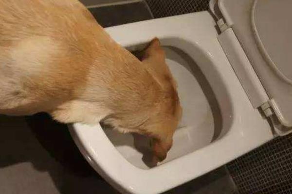 夢見狗吃屎是什么意思 夢到狗吃自己拉的屎有什么預兆