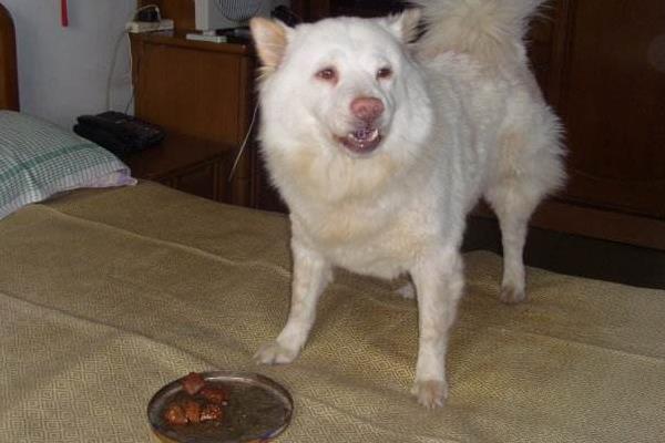 夢見狗吃屎是什么意思 夢到狗吃自己拉的屎有什么預兆