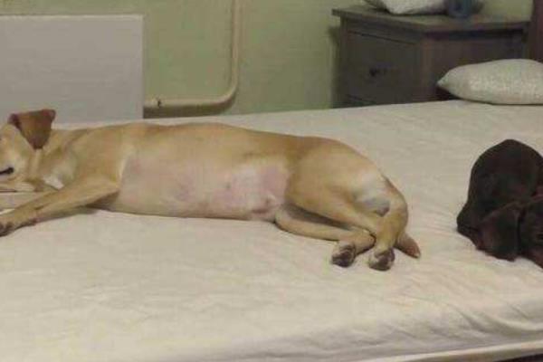 夢見狗吃屎是什么意思 夢到狗吃自己拉的屎有什么預兆