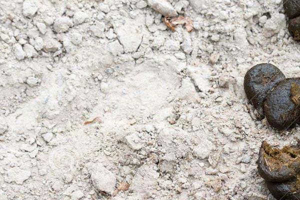 夢見狗吃屎是什么意思 夢到狗吃自己拉的屎有什么預兆