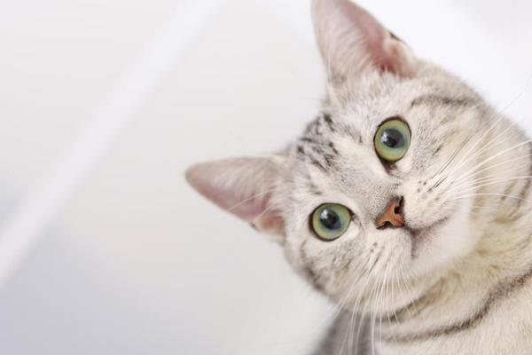 夢見貓追我是什么意思 女人夢到自己被貓追有什么預兆