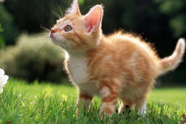 夢見貓追我是什么意思 女人夢到自己被貓追有什么預兆