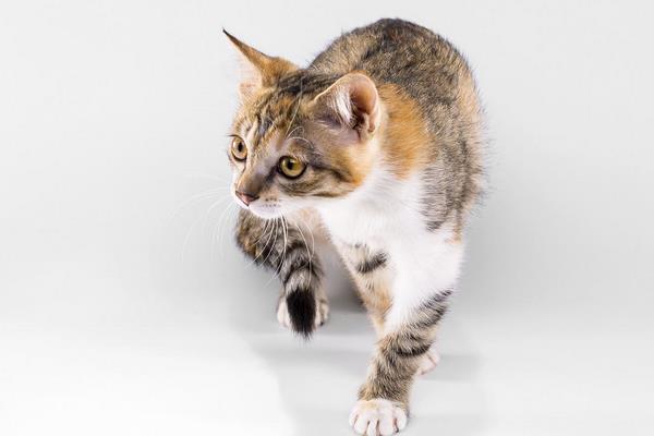 夢見貓追我是什么意思 女人夢到自己被貓追有什么預兆