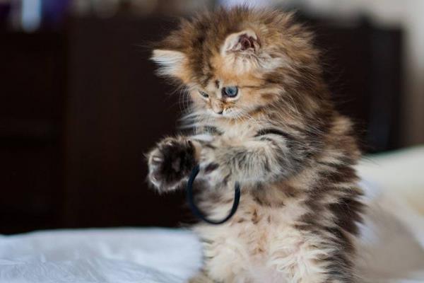 夢見貓追我是什么意思 女人夢到自己被貓追有什么預兆