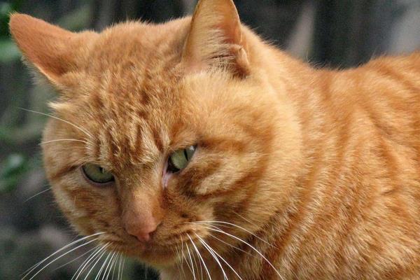 夢見貓追我是什么意思 女人夢到自己被貓追有什么預兆