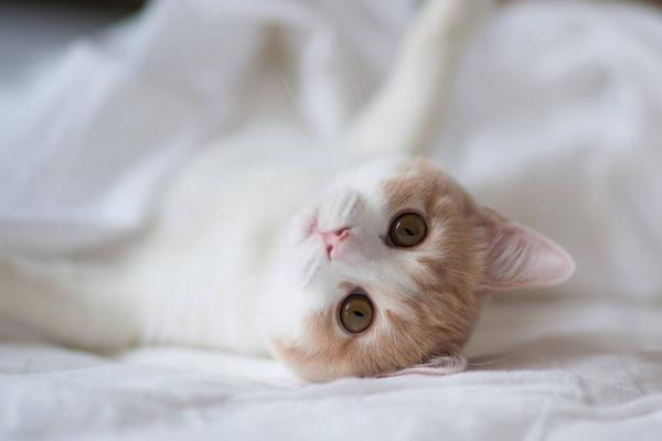 夢見貓追我是什么意思 女人夢到自己被貓追有什么預兆